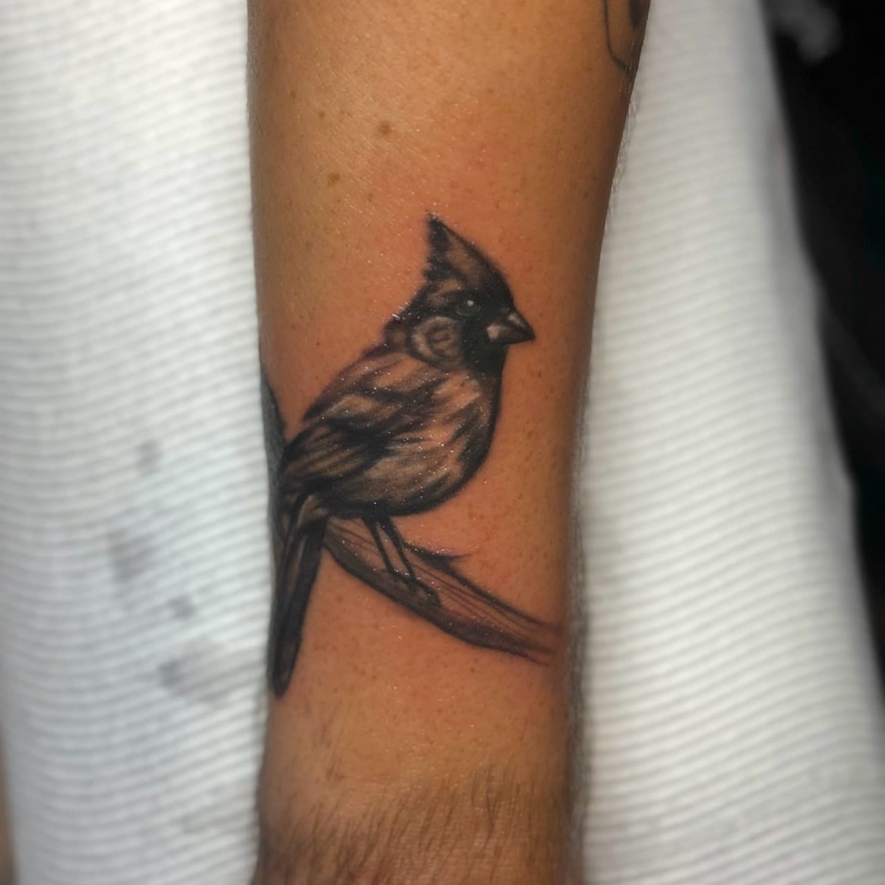 Black & Grey + Illustrative bird tattoo on Forearm by 1_Mo_Tatt on TattMe