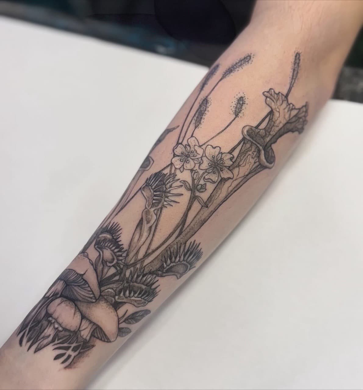 Black & Grey + Illustrative carnivorous plants tattoo on Forearm by Ashley_Jolly_Tattoo on TattMe