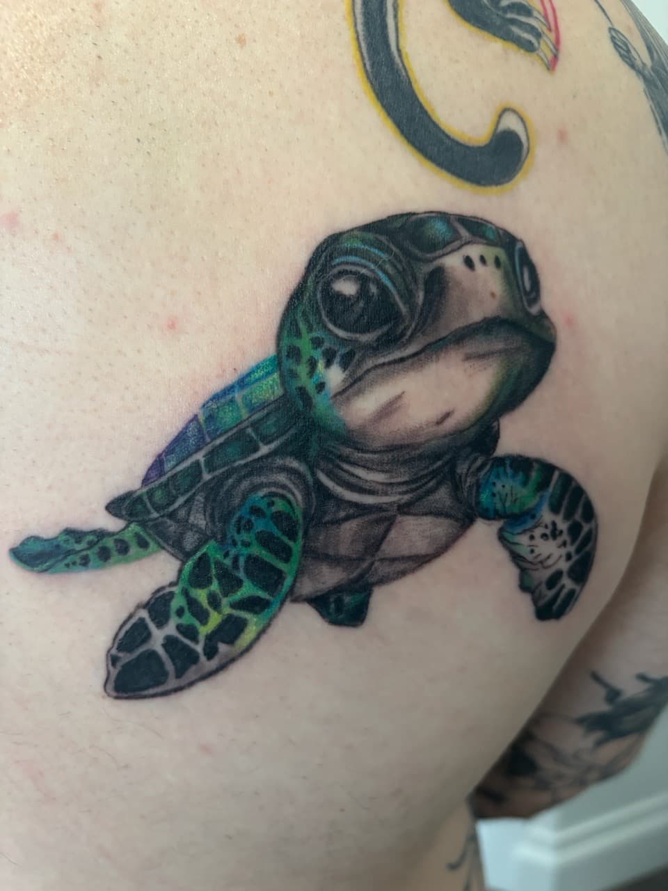 Realism + Illustrative baby turtle tattoo on Shoulder Blade by Skull_Brothers_Ink on TattMe