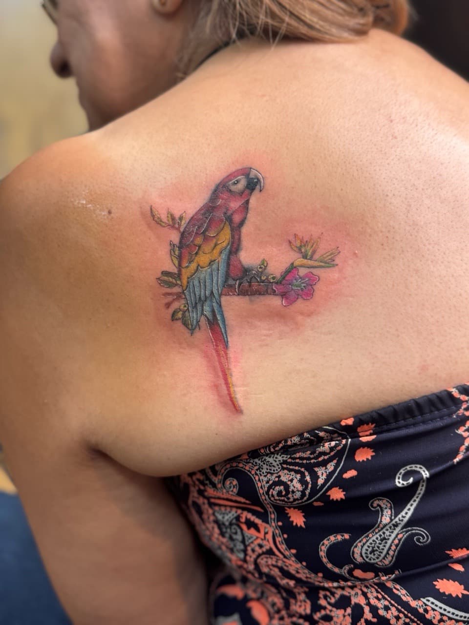 Color + Illustrative parrot tattoo on Shoulder Blade by William_Samaras on TattMe