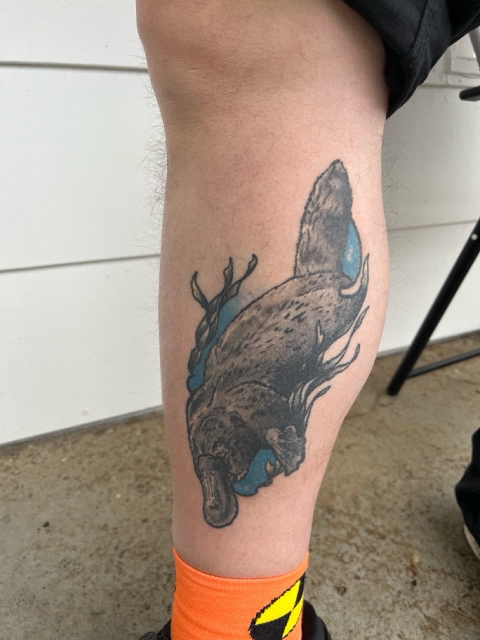 Illustrative + Color platypus tattoo on Calf by Brogan_Tattoos on TattMe