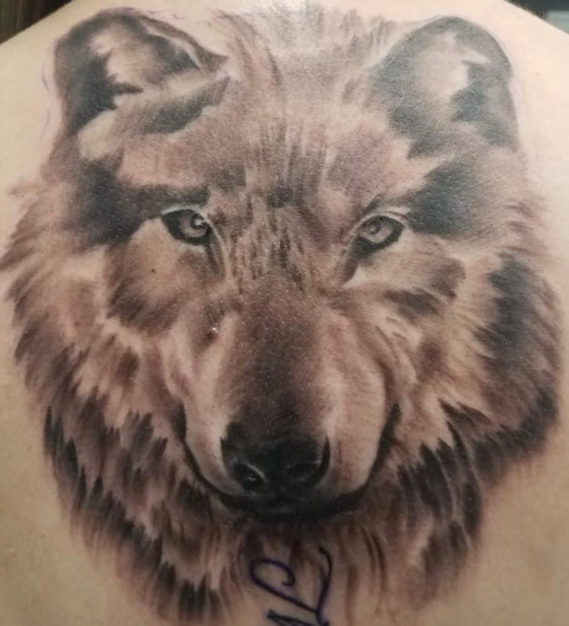 Black & Grey + Realism wolf tattoo on Upper Back by Tattoos_By_Kev_TBK on TattMe