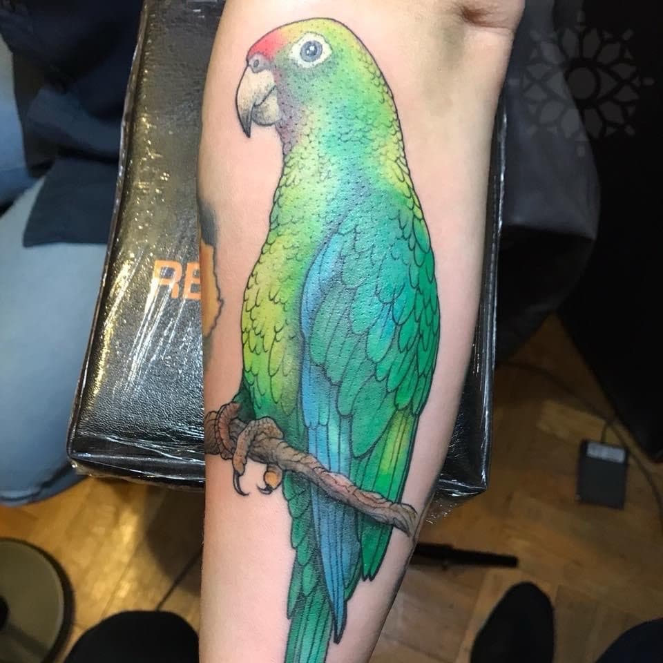 Color + Illustrative parrot tattoo on Forearm by Inksworth on TattMe