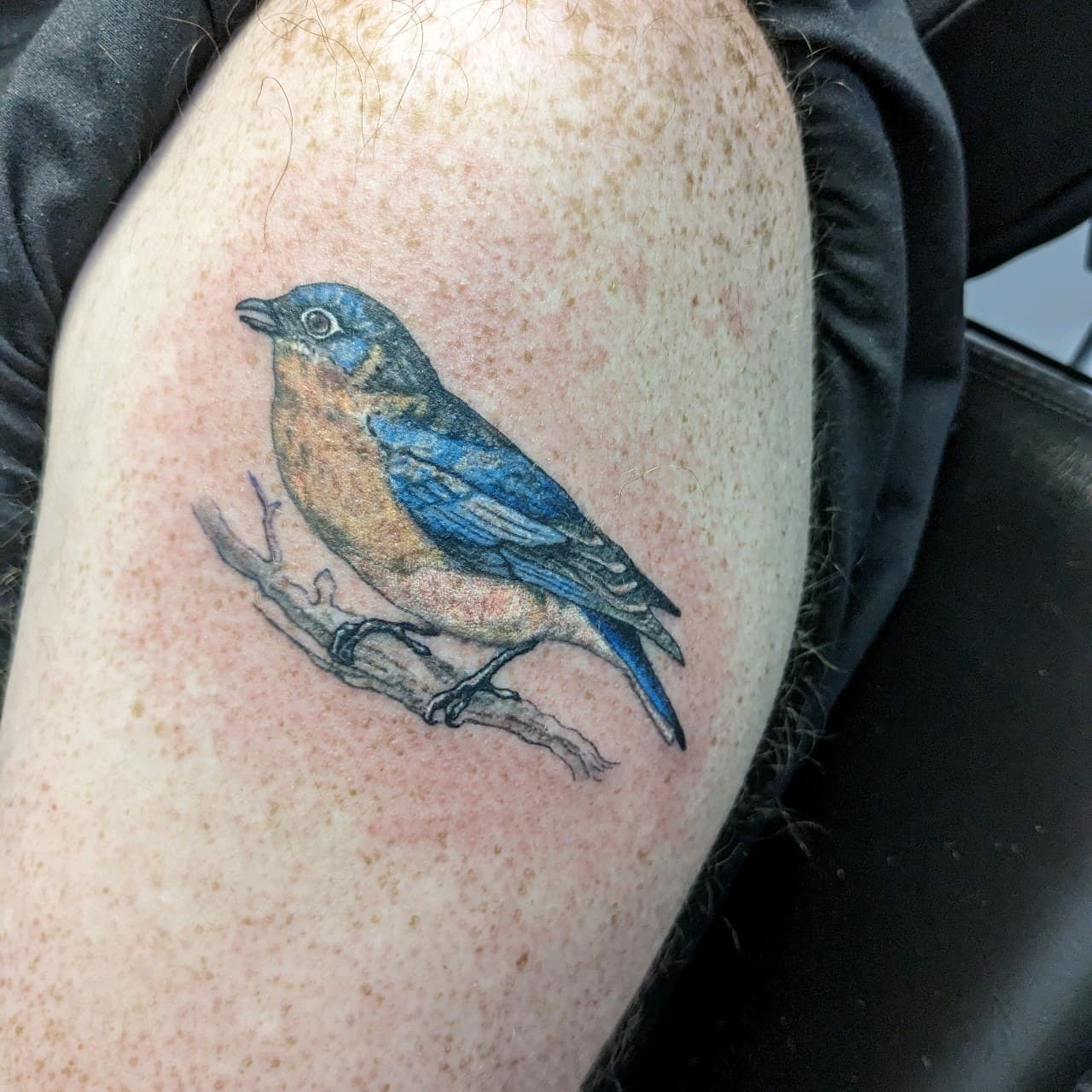 Color + Illustrative bird tattoo on Upper Arm by affiliatedtattoofamily on TattMe