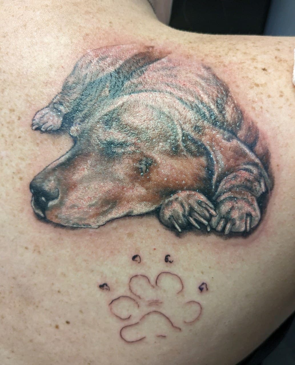 Realism + Black & Grey dog tattoo on Shoulder by affiliatedtattoofamily on TattMe