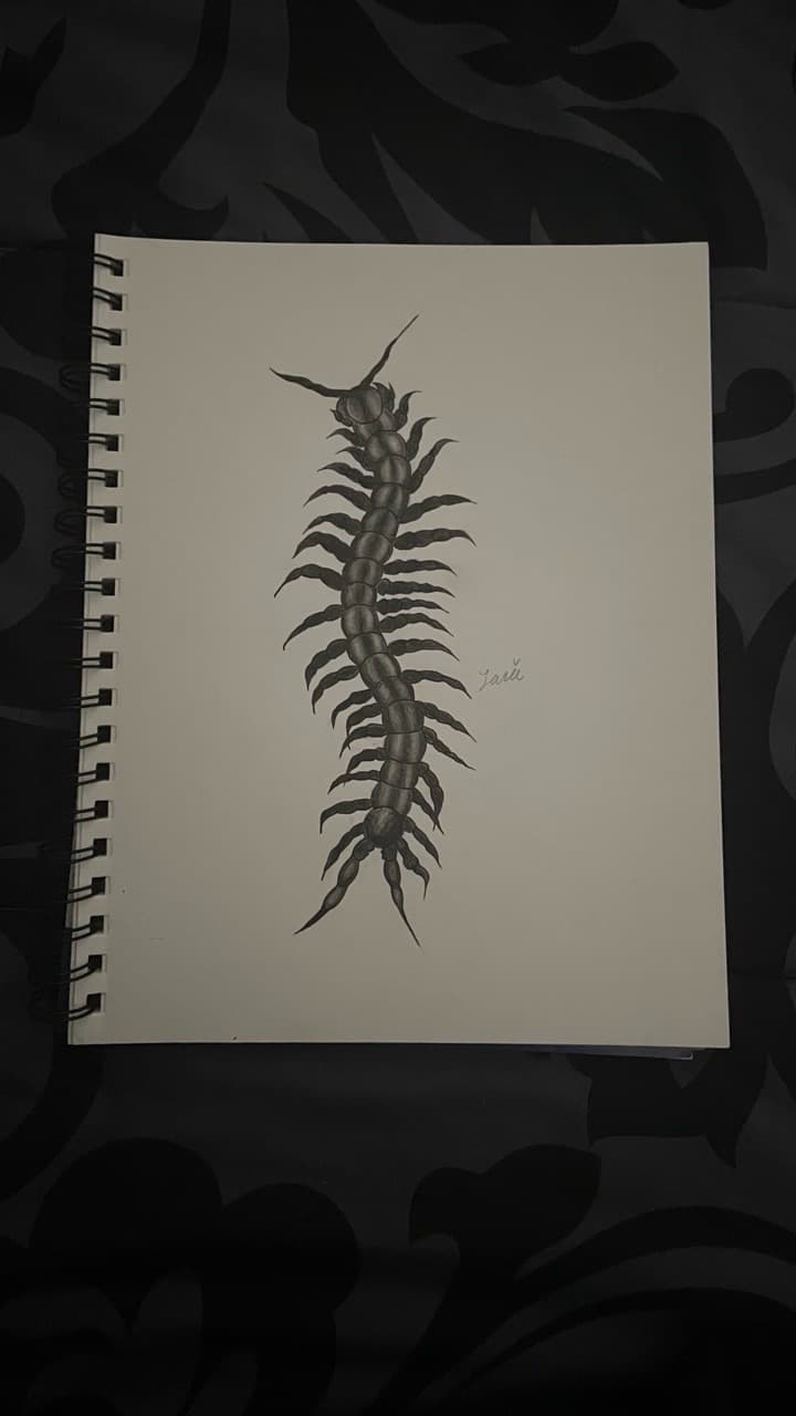 Black & Grey + Illustrative centipede tattoo by TATSBYLANIE on TattMe