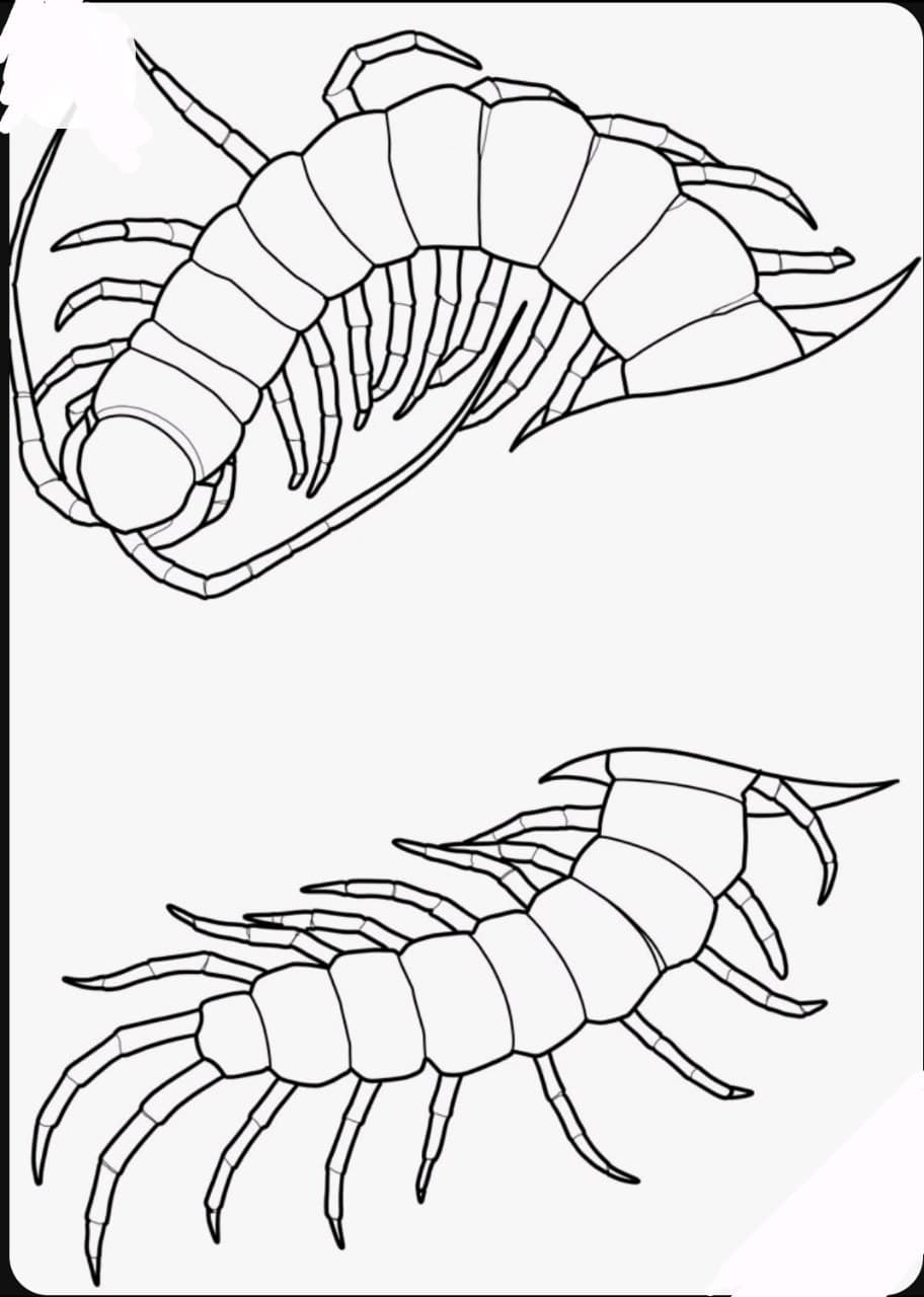 Line-work + Illustrative centipedes tattoo by mimsey_ink on TattMe