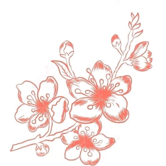 Floral + Illustrative cherry blossoms tattoo by mimsey_ink on TattMe