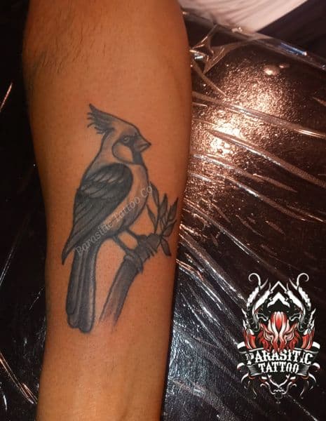 Black & Grey + Illustrative cardinal tattoo on Forearm by Parasitic_Tattoo_Co. on TattMe