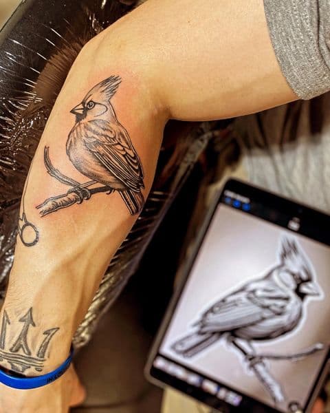 Black & Grey + Illustrative cardinal tattoo on Forearm by Dcmbrs_finest on TattMe
